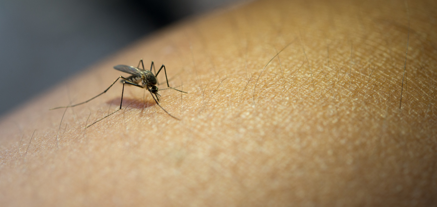 foto de uma pessoa sendo picada por mosquito