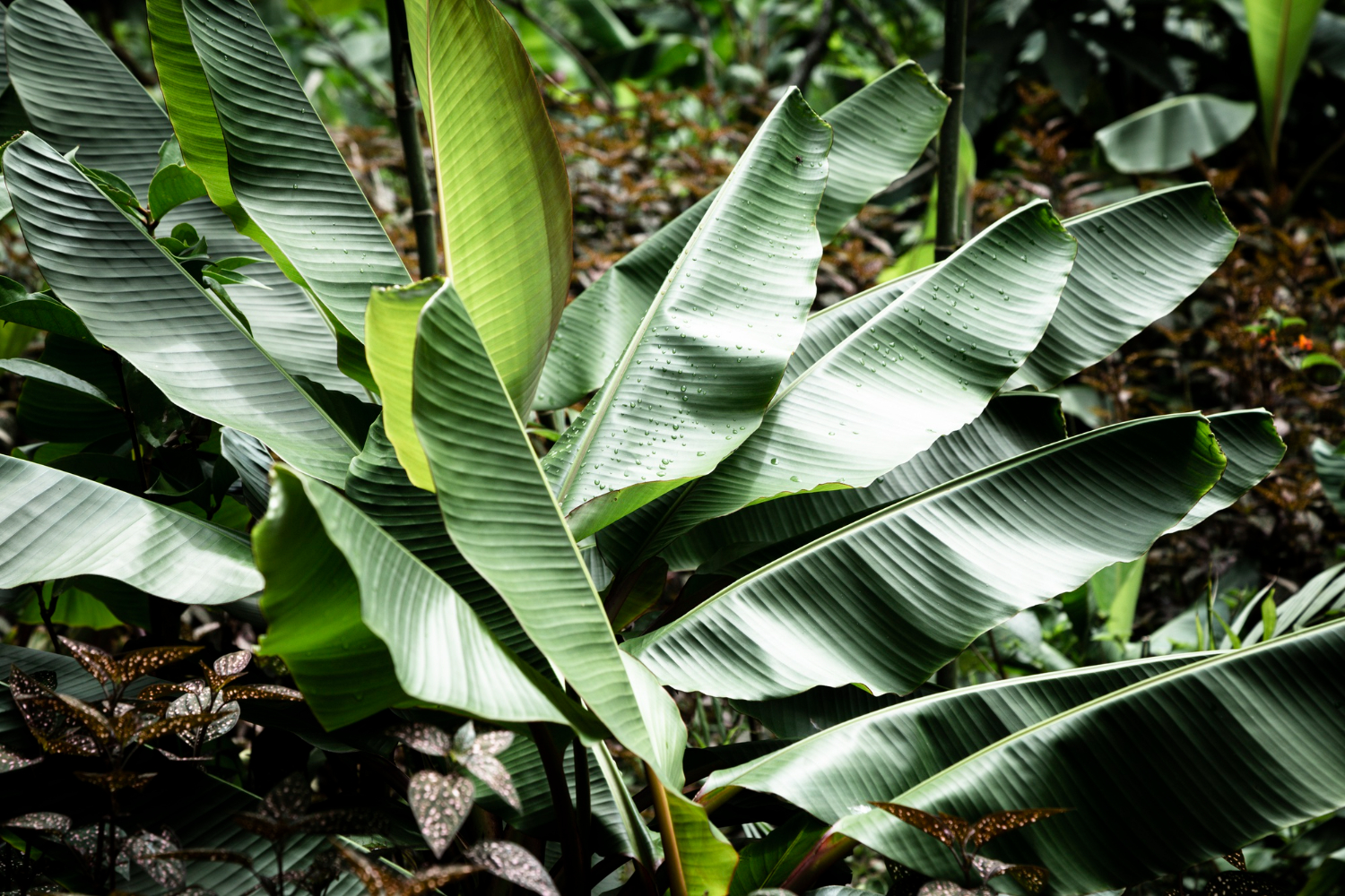 foto de bananeira